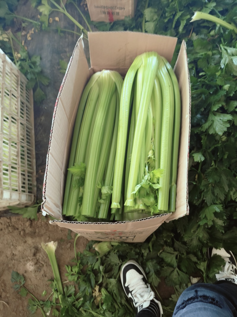 精品西芹辽宁西芹大量供应产地直发欢迎客商来电合作