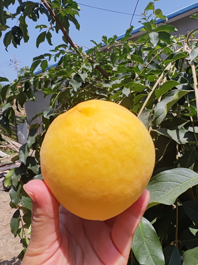 黄金蜜，黄毛桃，糖度12左右，水质，一桃两吃