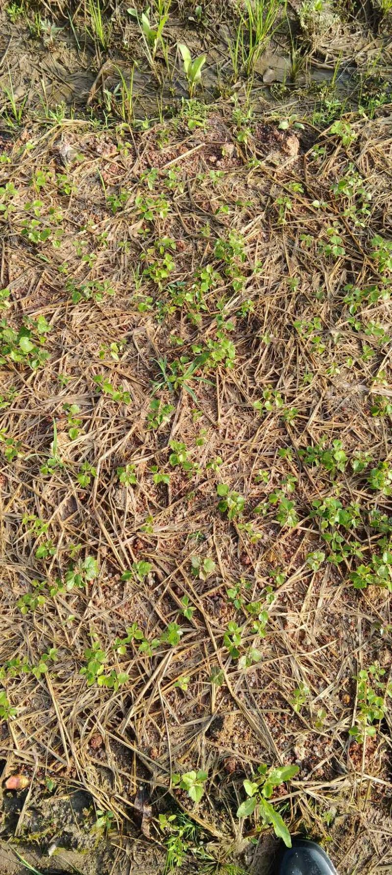 枫香芽苗邹家苗圃基地大量供应芽苗质量保证长期稳定可靠供应