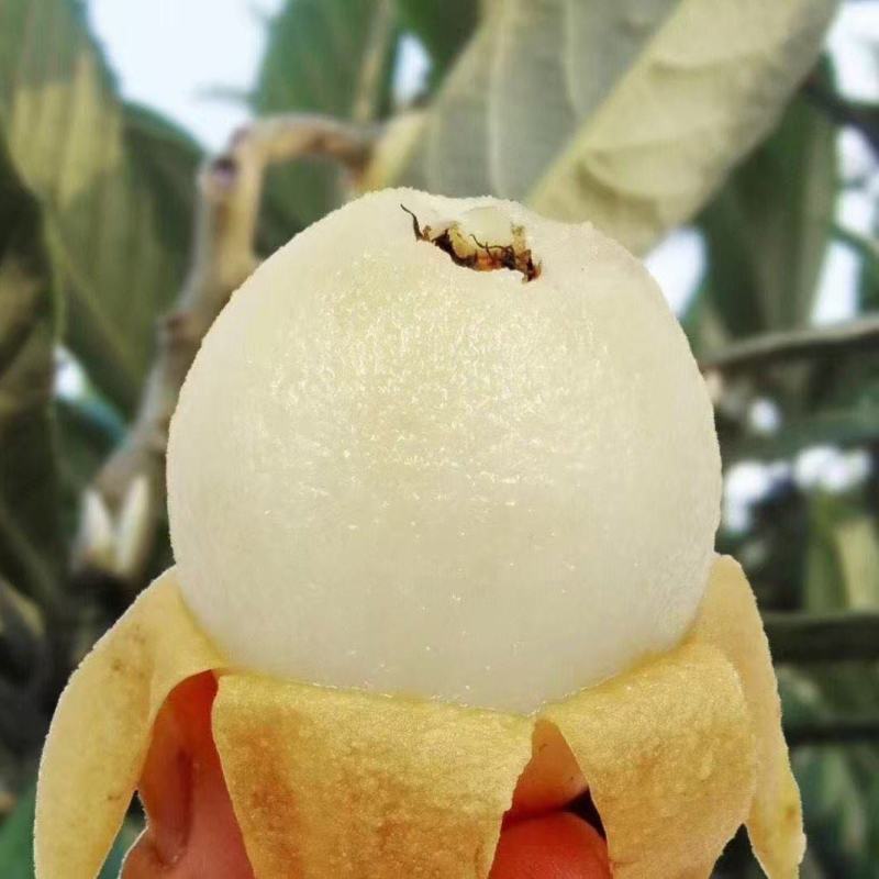 白玉枇杷