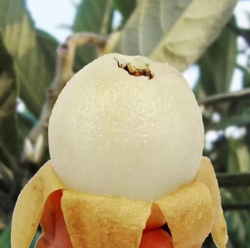 白玉枇杷