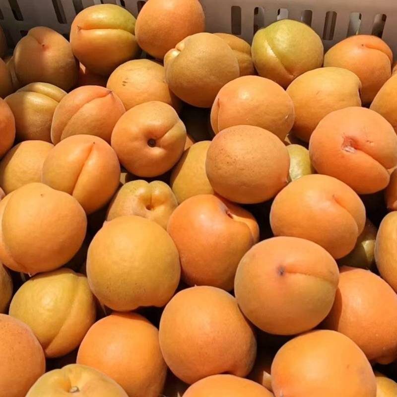 金太阳杏