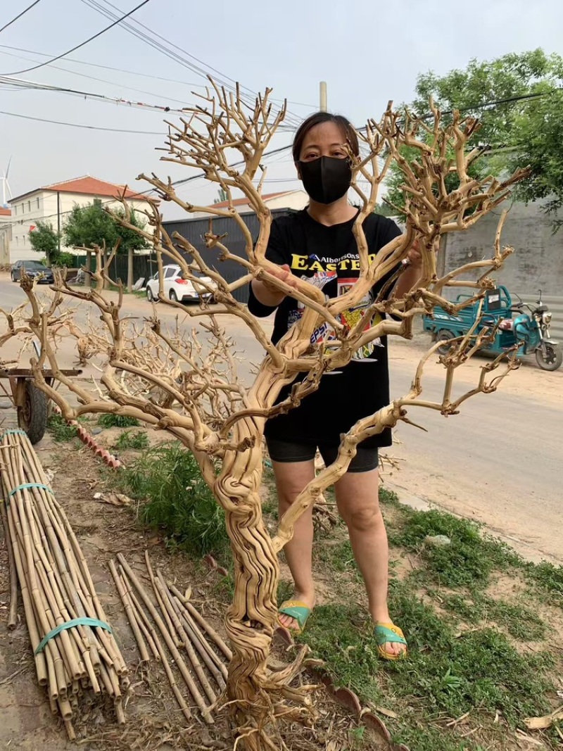 仿真去皮干树枯树室内室外造景软装鸟站架花艺景观