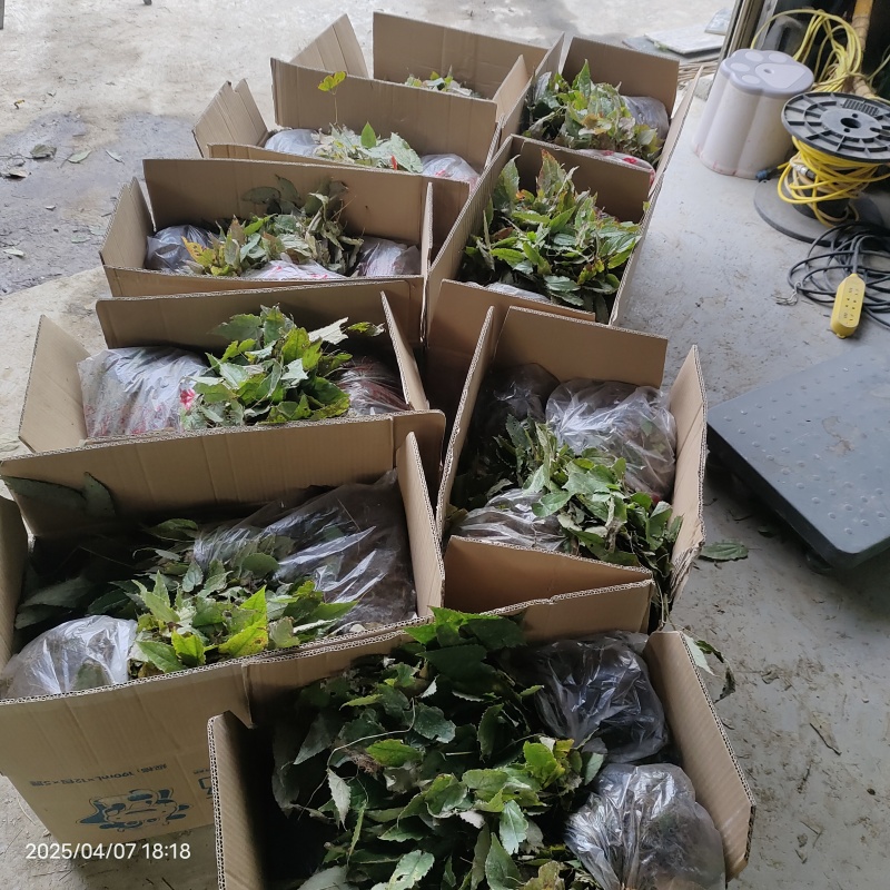 淫羊藿苗柔毛淫羊藿种苗优质柔毛品种甘肃陇南产地直发