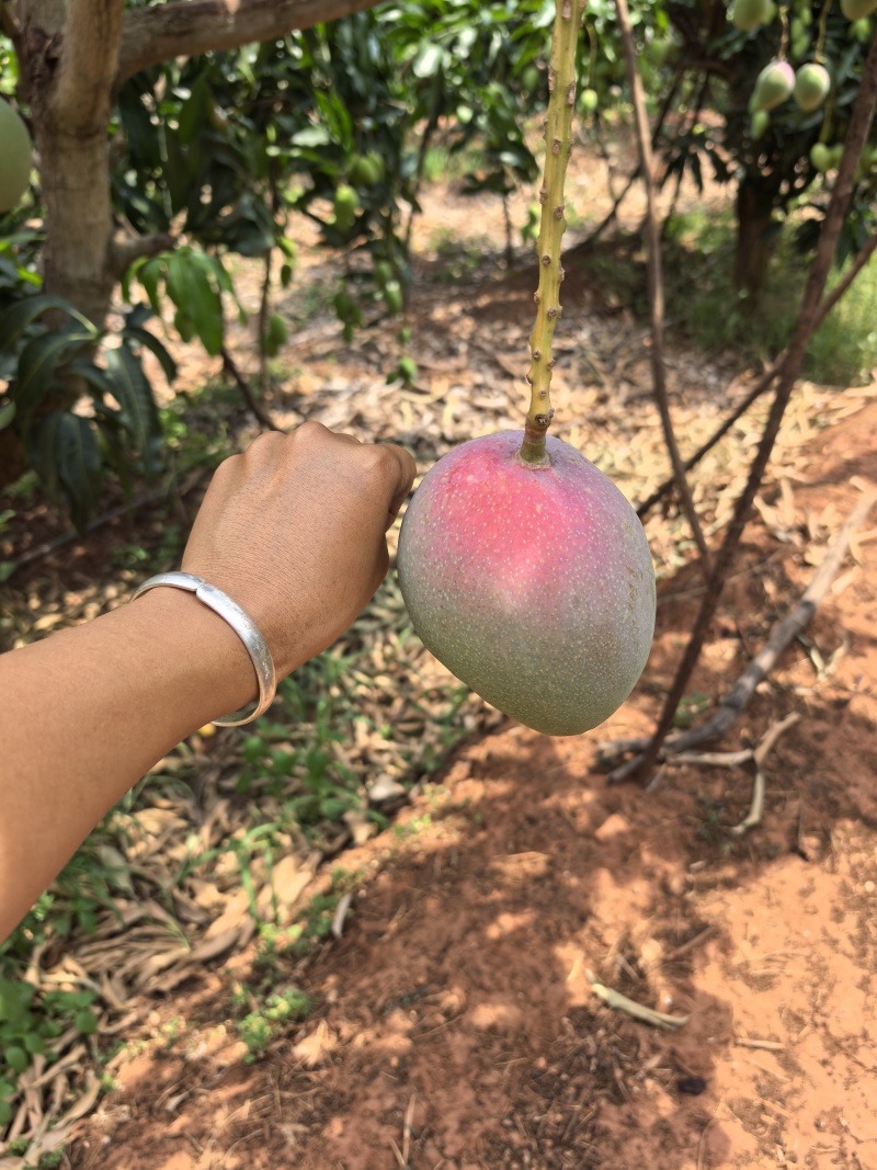 芒果大量上市了，现摘现发