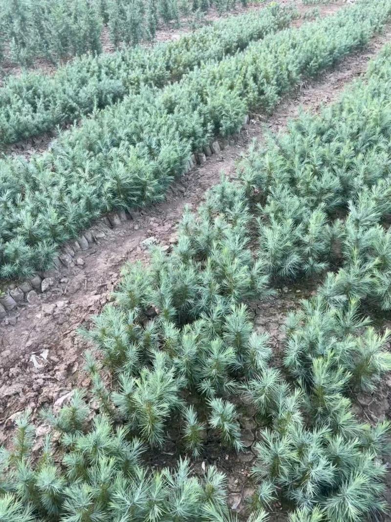 雪松无纺布杯苗，雪松杯苗，高度二三十公分，原土原杯发货
