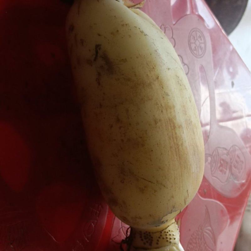 精品白藕