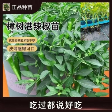正宗樟树港辣椒苗