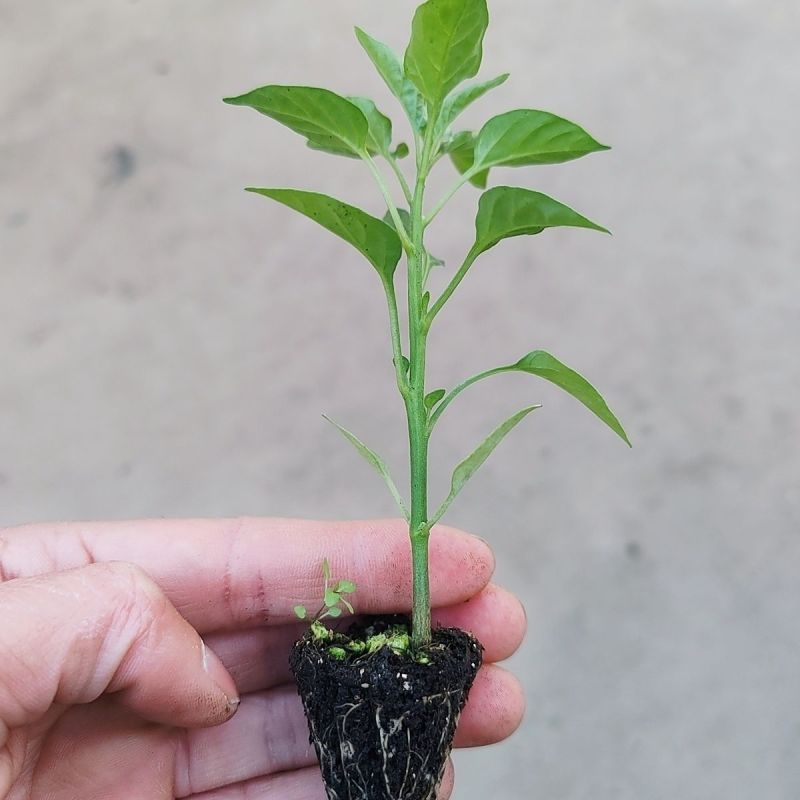正宗樟树港辣椒苗