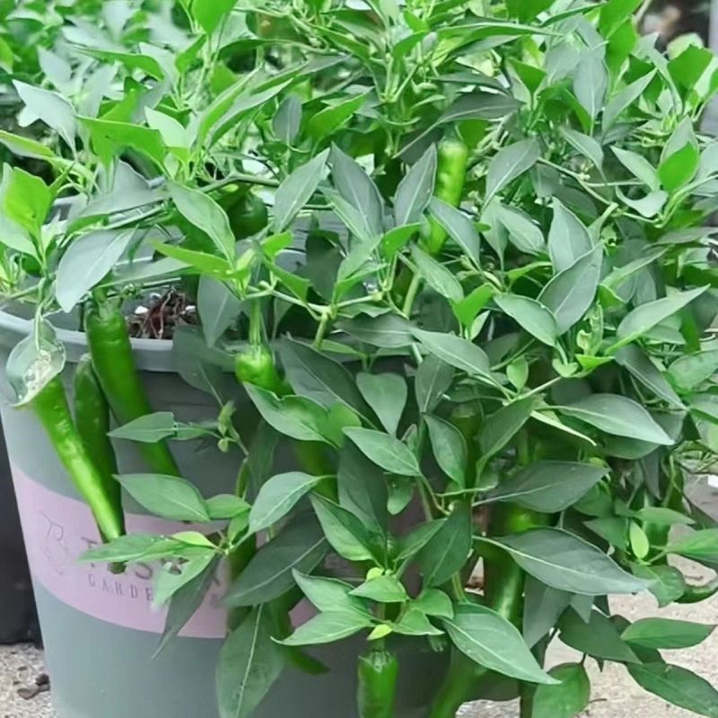 正宗樟树港辣椒苗