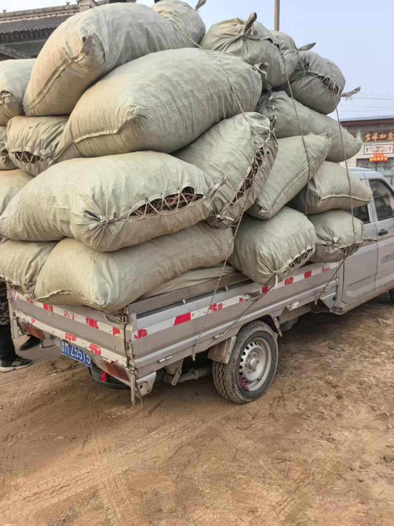 《实力》丹参大量有货可对接药厂品质高可视频看货