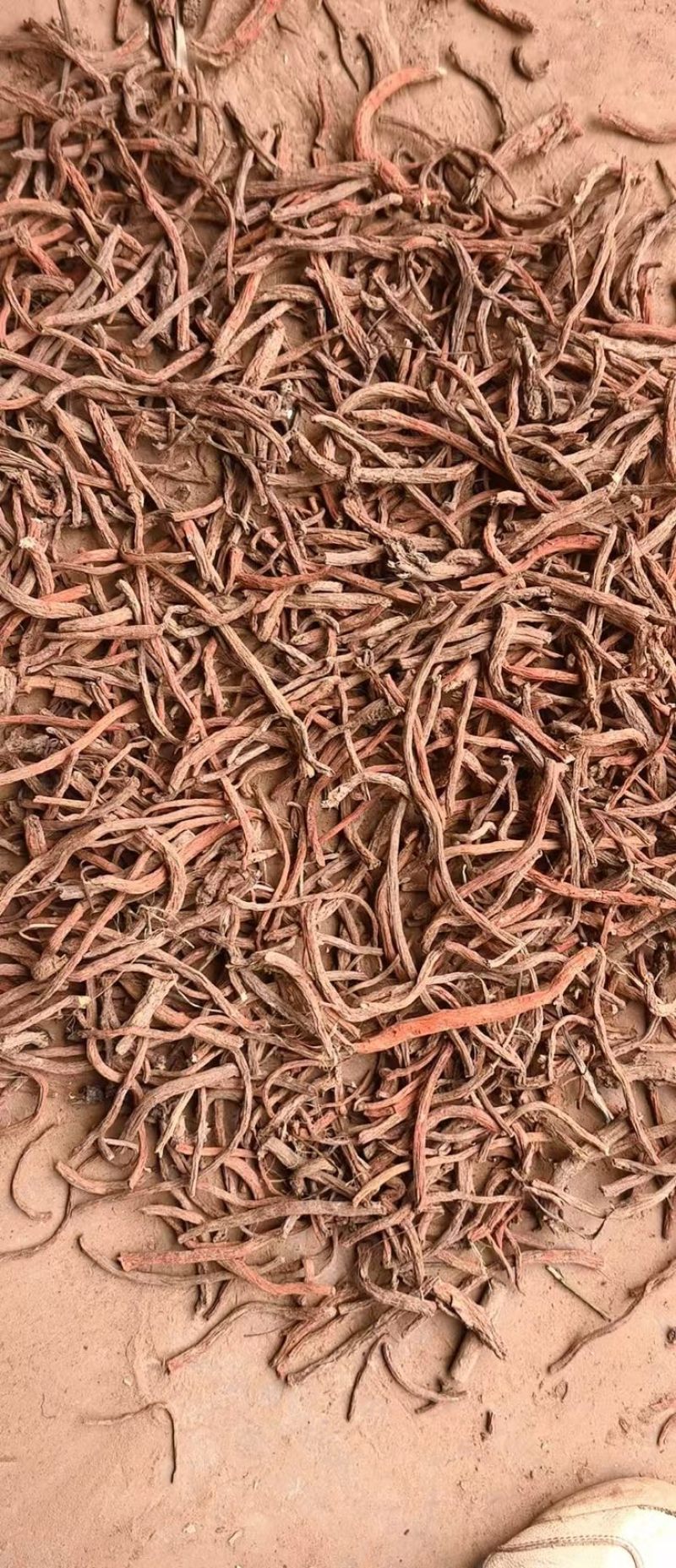 《实力》丹参大量有货可对接药厂品质高可视频看货