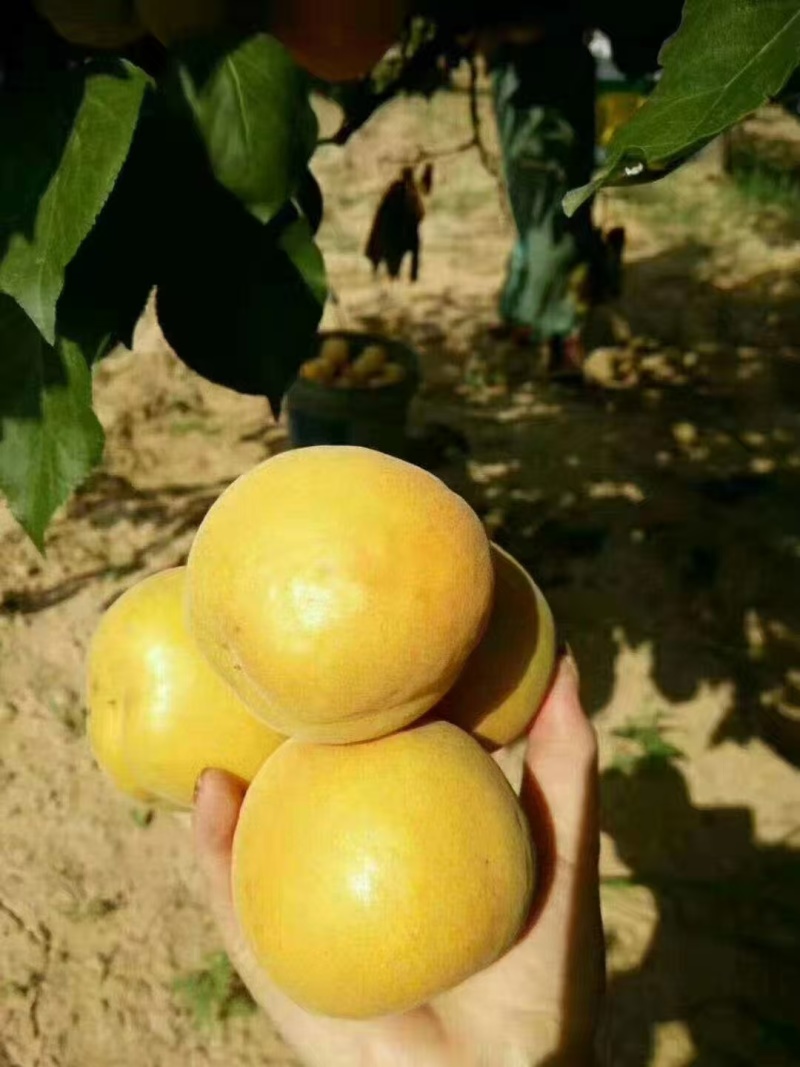 代县白水杏，水大汁甜