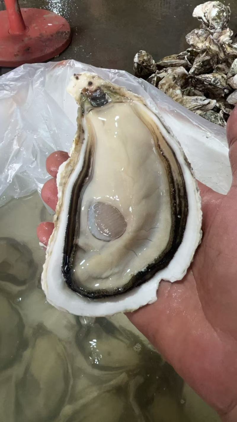 烧烤蚝台山三倍体1.5+到6+现撬纯肉