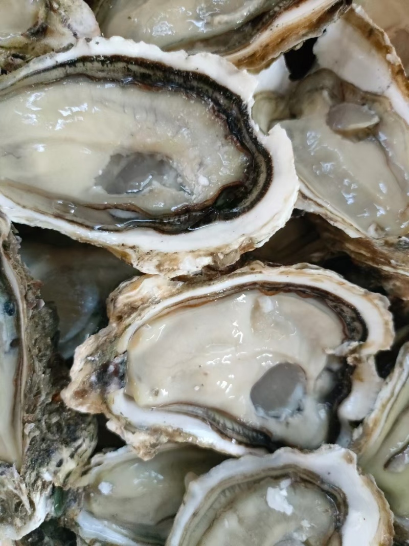 烧烤蚝台山三倍体1.5+到6+现撬纯肉