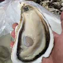 烧烤蚝台山三倍体1.5+到6+现撬纯肉