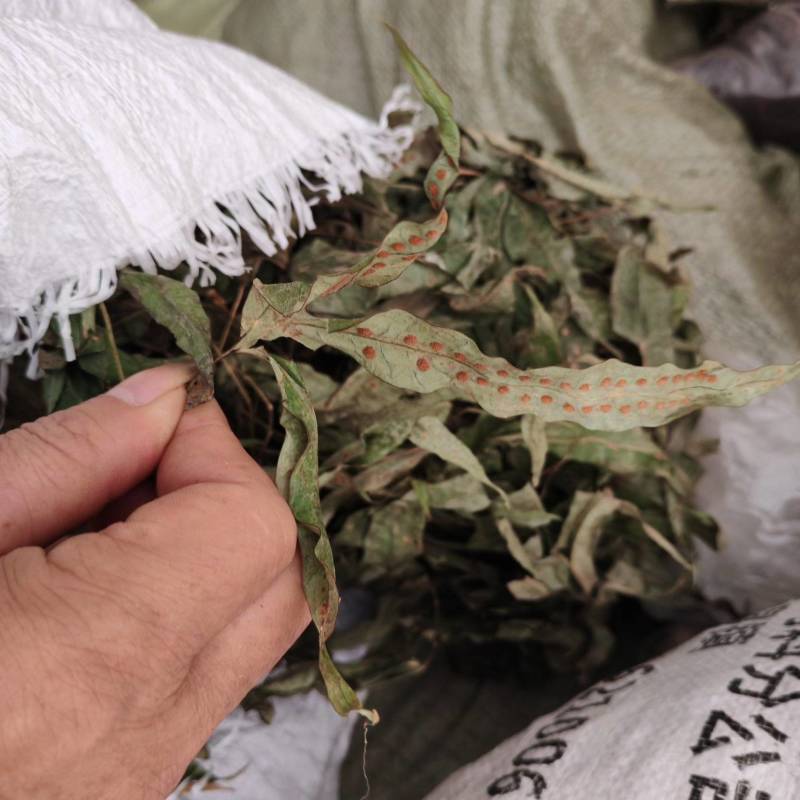 金鸡脚需要的下单