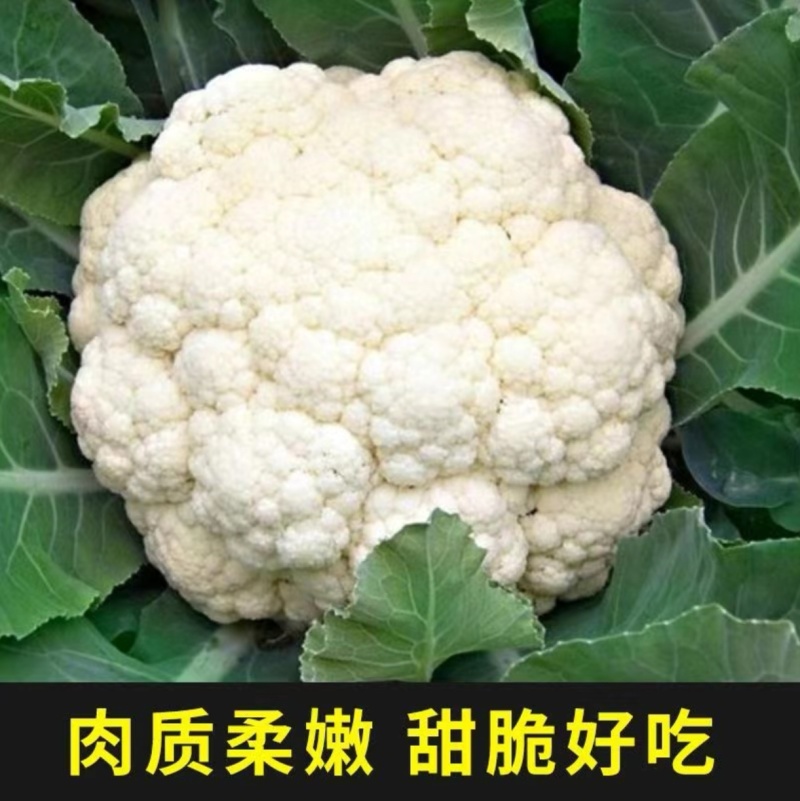 山西精品菜花地头发货量大质优全国可发欢迎来电咨询