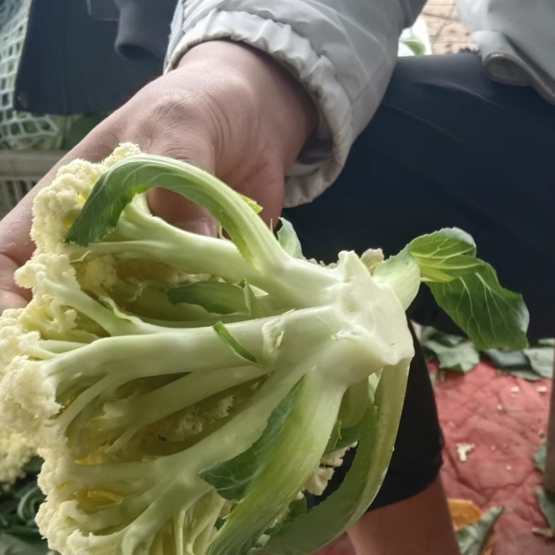 山西精品菜花地头发货量大质优全国可发欢迎来电咨询