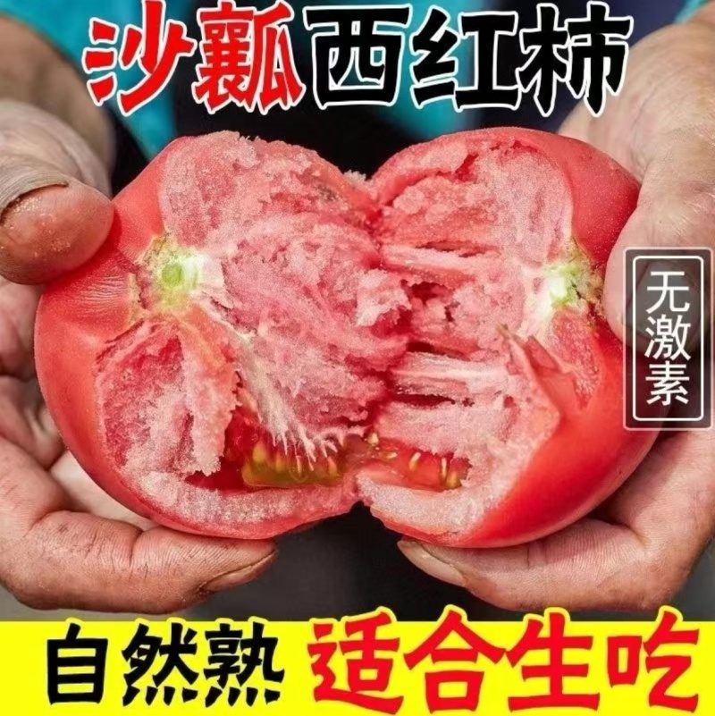 山西精品西红柿地头发货现货速发价格优惠对接各大商超市场