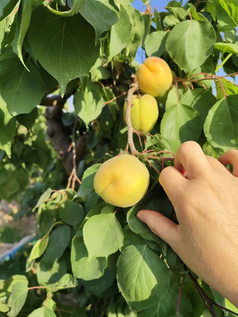 凯特杏基地，陕西大荔凯特杏上市，现货供应欢迎采购