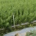 枸杞叶