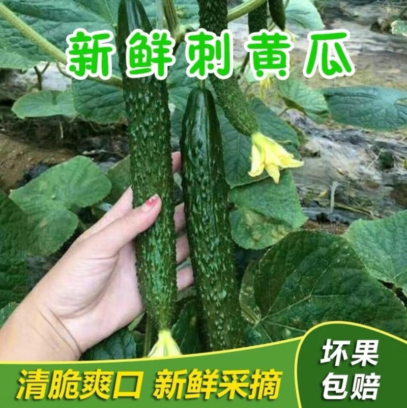 山西精品密刺黄瓜价格实惠全国可发坏果包赔产地一手货源