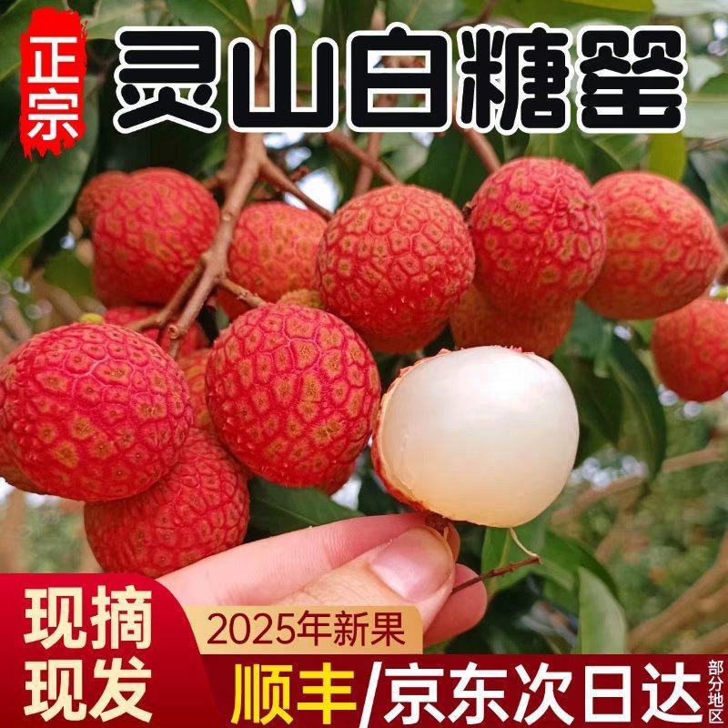 【白糖罂荔枝】广西荔枝/灵山荔枝/产地货源/全国发货