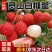 【白糖罂荔枝】广西荔枝/灵山荔枝/产地货源/全国发货