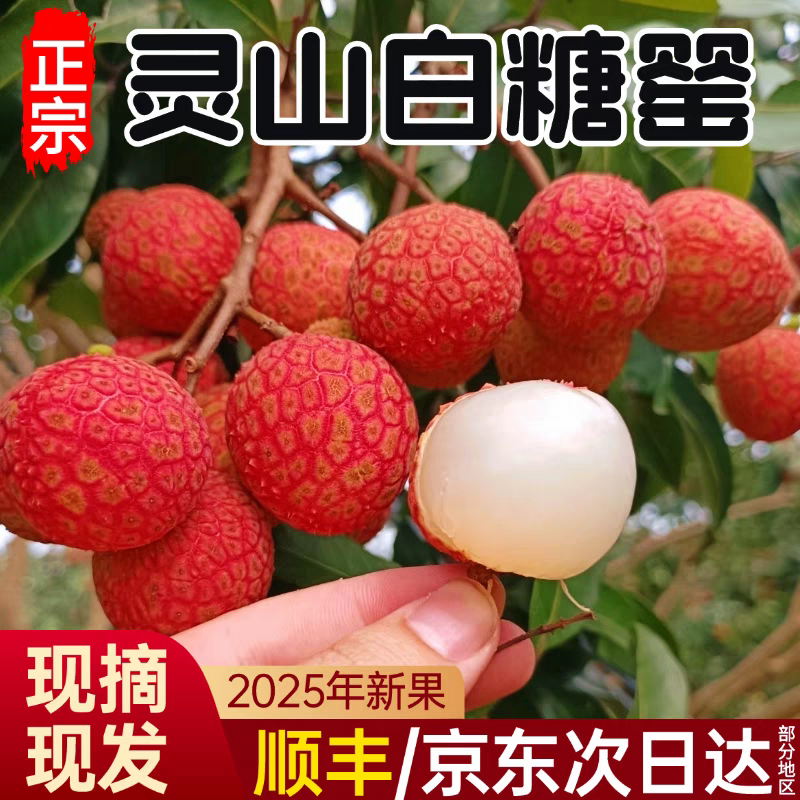 【白糖罂荔枝】广西荔枝/灵山荔枝/产地货源/全国发货