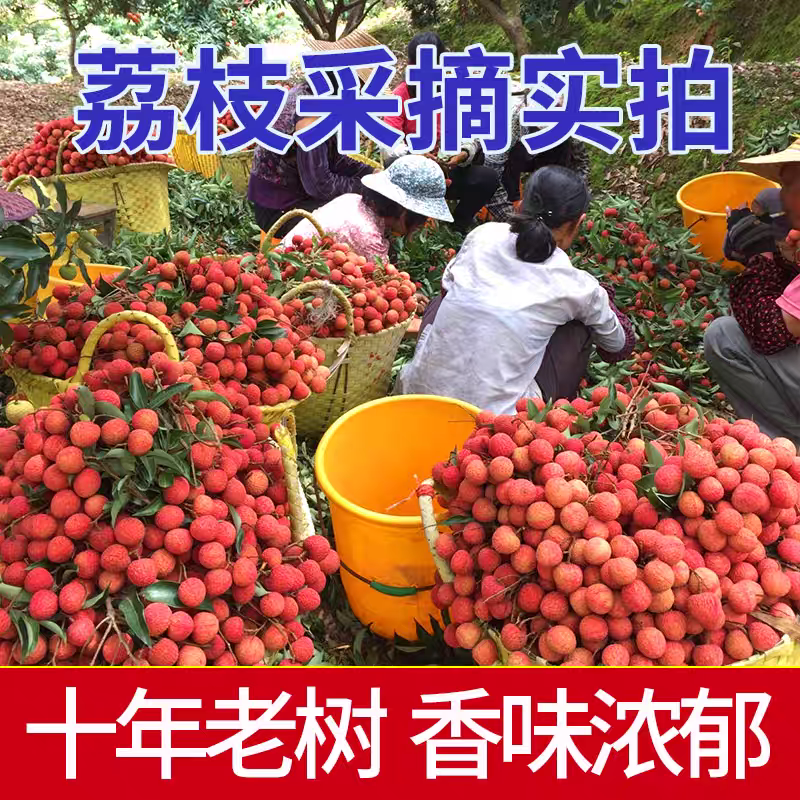 【白糖罂荔枝】广西荔枝/灵山荔枝/产地货源/全国发货