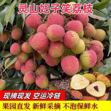 【妃子笑荔枝】桂味荔枝/灵山发货/产地直发/全国代收代发