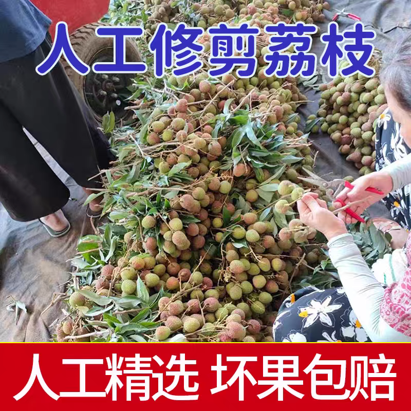 【妃子笑荔枝】桂味荔枝/灵山发货/产地直发/全国代收代发