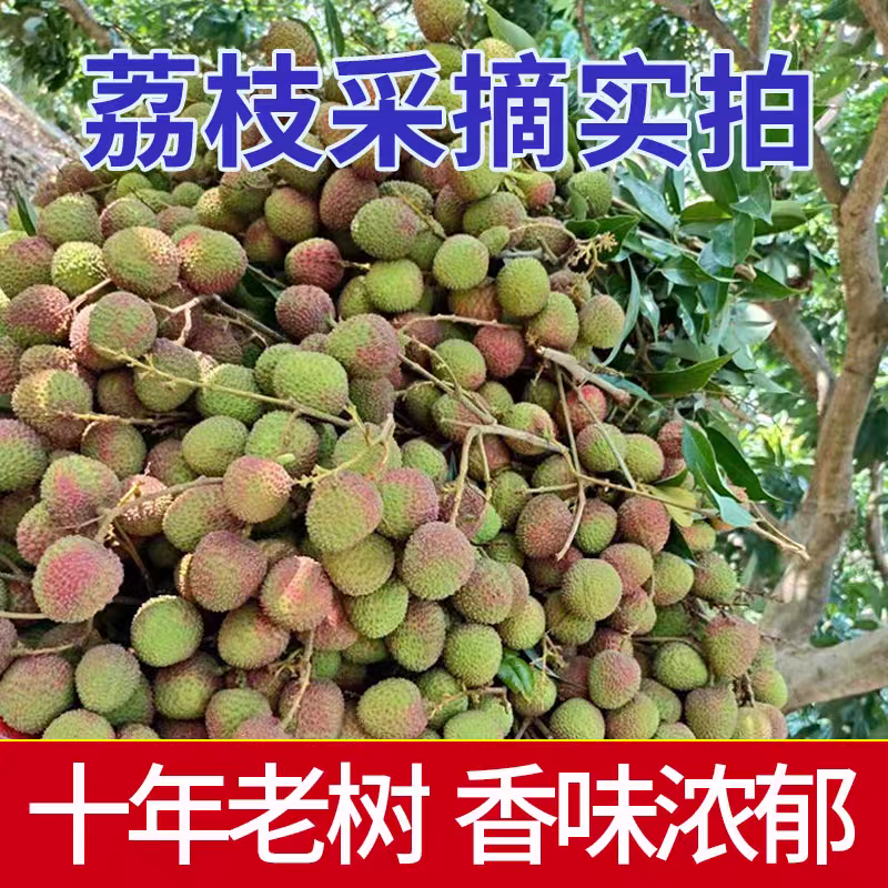 【妃子笑荔枝】桂味荔枝/灵山发货/产地直发/全国代收代发