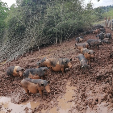 放养黑色跑山猪，也叫香猪，***，用粗，细糠，豆渣红署养