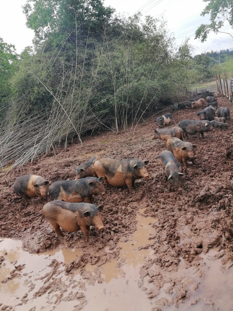 放养黑色跑山猪，也叫香猪，***，用粗，细糠，豆渣红署养