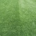草坪草基地各种草坪草常年供应全国发货