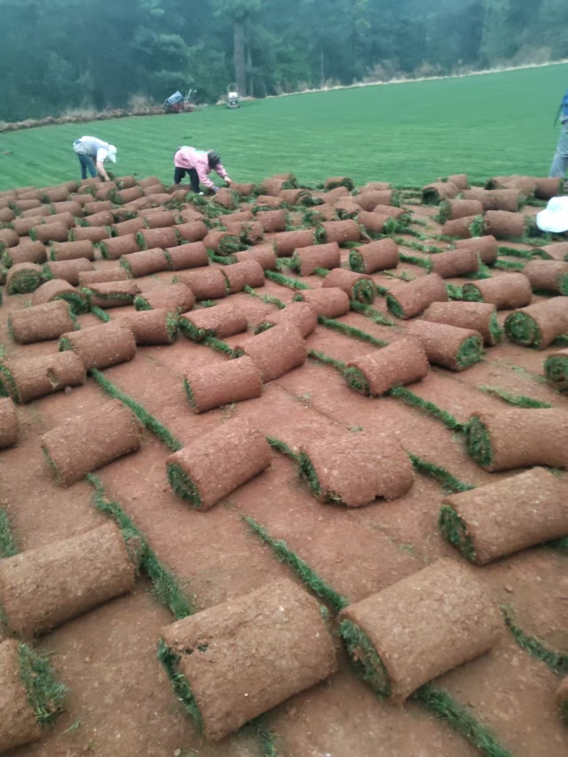 草坪草基地各种草坪草常年供应全国发货