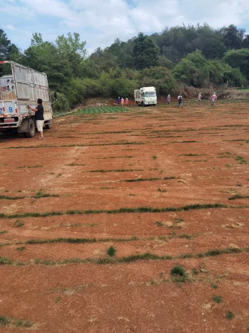 草坪草基地各种草坪草常年供应全国发货