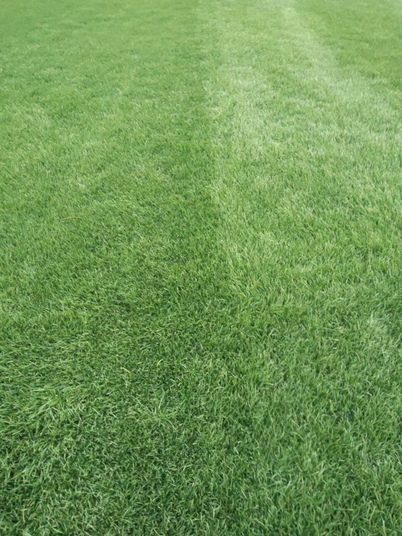 草坪草基地各种草坪草常年供应全国发货