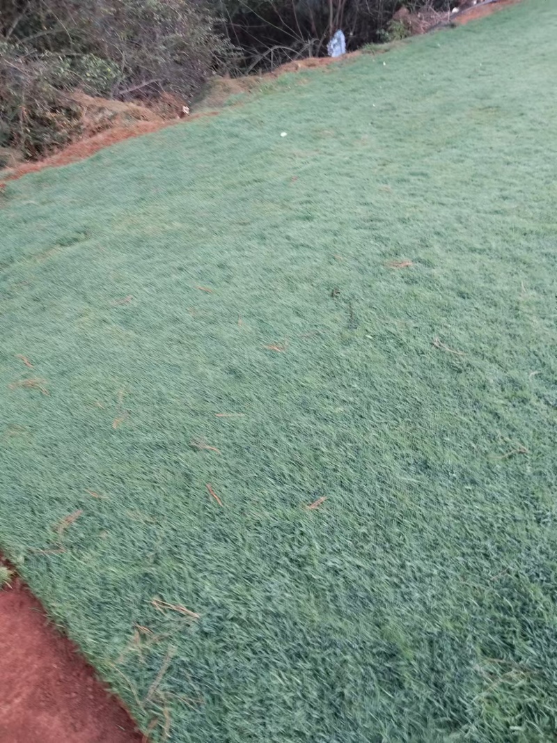 草坪草基地各种草坪草常年供应全国发货