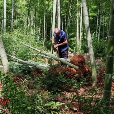 种竹、楠竹、带土球种植