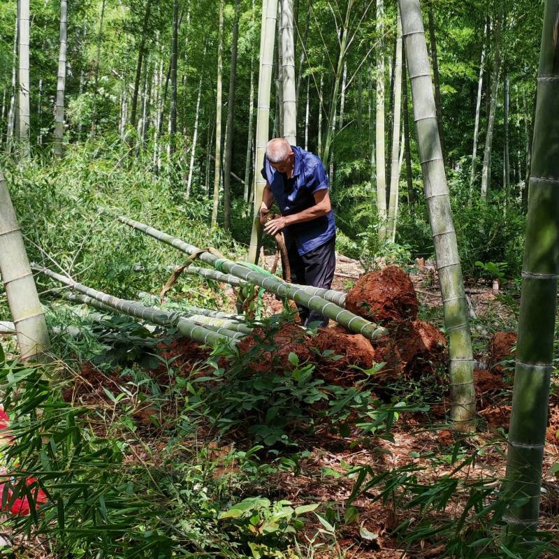 种竹、楠竹、带土球种植