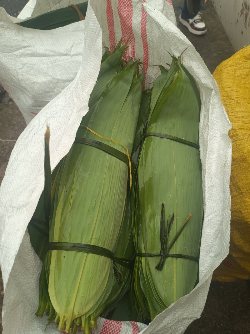 新鲜粽叶