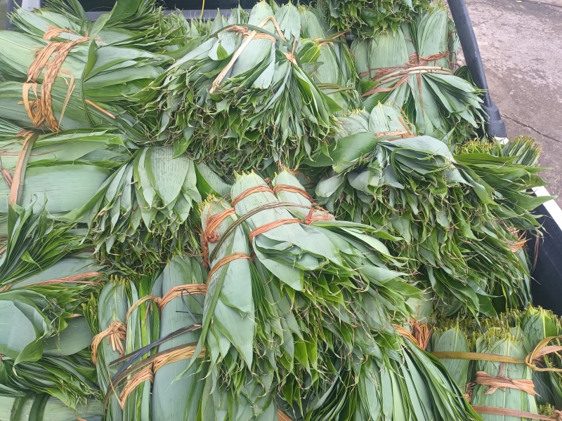 新鲜粽叶