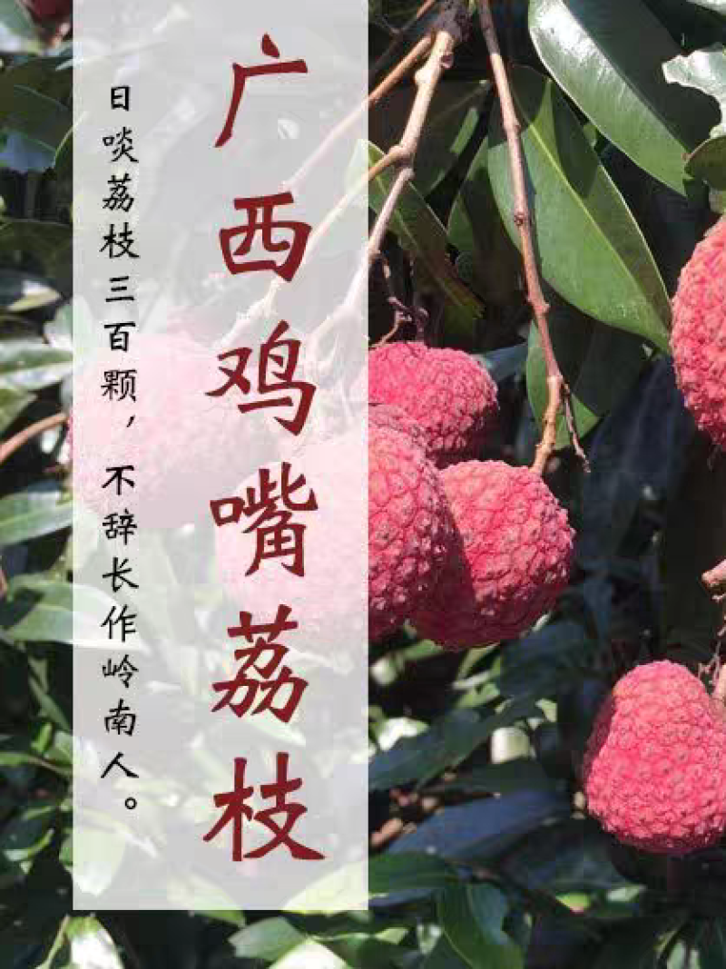 【灵山荔枝】糯米糍荔枝/鸡嘴荔枝/果农直发/全国代收代发