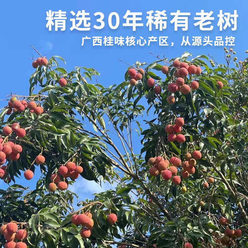 【灵山荔枝】糯米糍荔枝/鸡嘴荔枝/果农直发/全国代收代发