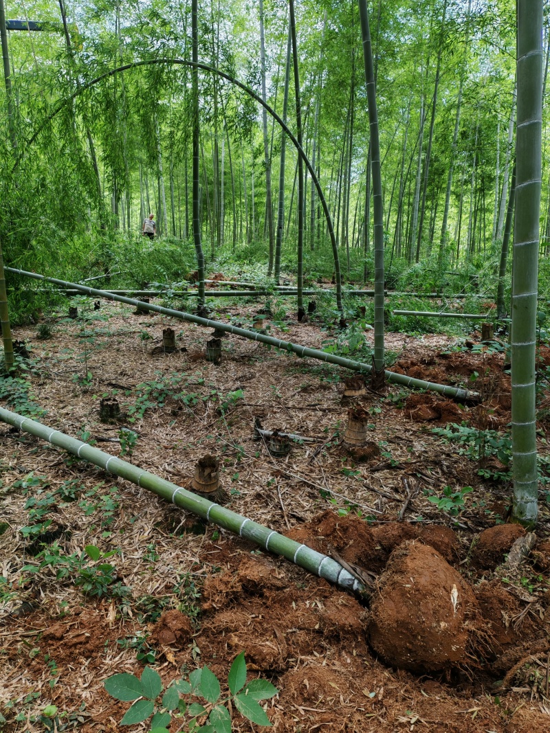 种竹、楠竹、带土球种植