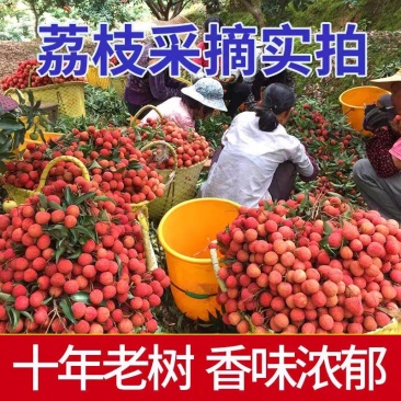 【灵山荔枝】糯米糍荔枝/鸡嘴荔枝/果农直发/全国代收代发