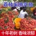 【灵山荔枝】糯米糍荔枝/鸡嘴荔枝/果农直发/全国代收代发